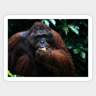 Large male Orangutan, Borneo Sticker